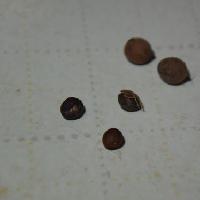 シナノキ属 小さな黒褐色で球形の種子