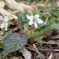 スミレ属 日陰菫