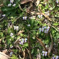 スミレ属 筑紫菫