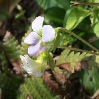 ツクシスミレ