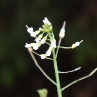 シロイヌナズナ属 春～初夏極小さい白い花
