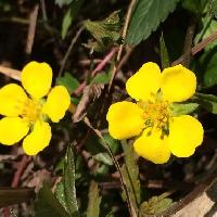 ミツバツチグリ