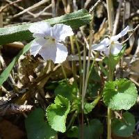 スミレ属 白花立坪菫