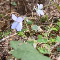 スミレ属 小立坪菫