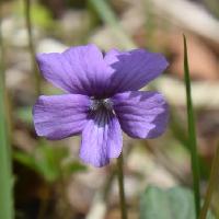 スミレ属 晩春～初夏　赤紫色の花