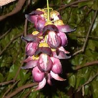 トビカズラ属 晩春に紫色の花