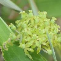 サルトリイバラ属 晩春～初夏 小さな黄緑色の雌花