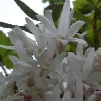 セッコク属 晩春～初夏に白～ピンクの花