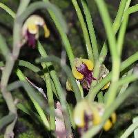 ボウラン属 初夏に黄緑色と唇弁が黒紫色の花