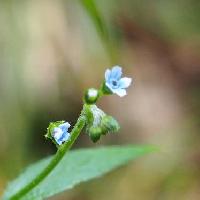 オオルリソウ属 夏に小さな青い花
