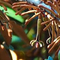 オオバヤドリギ属 秋から冬にかけて赤褐色の細長い花