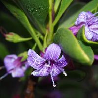 ハマジンチョウ属 晩冬　紫色に白い筋　小さい花