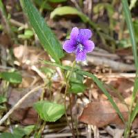 スミレ属 アルガスミレ