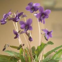 スミレ属 大宮菫