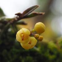カヤラン属 春に小さな黄色い花