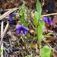 スミレ属 アスマスミレ