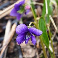 スミレ属 春紫色　唇弁の紫条が目立つ