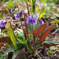 スミレ属 駒ケ岳菫