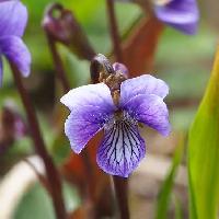 スミレ属 春　青紫の小さな花　側弁に毛