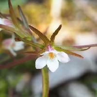 クチナシグサ属 晩春に小さな白い花