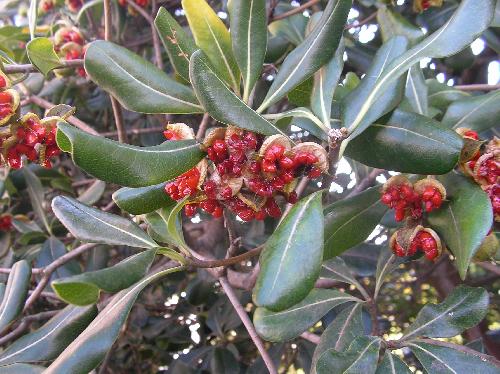 トベラ 晩秋初冬茶緑色の実は熟すと割れて赤い果肉に覆われた種が出てくる