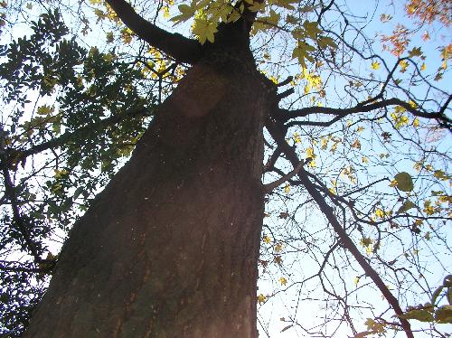 ハリギリ 成木ではとげはなくなり樹皮は縦に割れる