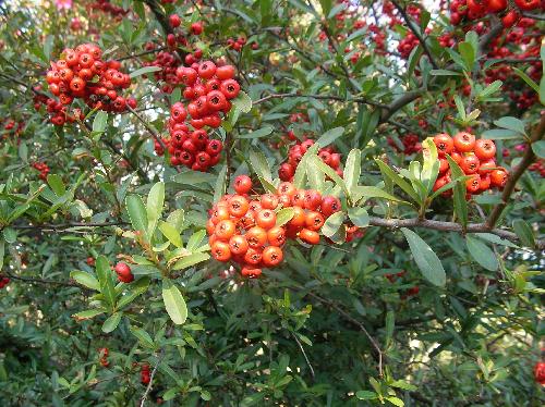 トキワサンザシ 秋に赤い実がたくさんなる