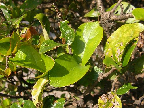 チョウジガマズミ 葉は比較的厚く丸い落葉低木のはずが...対生楕円形鋸歯