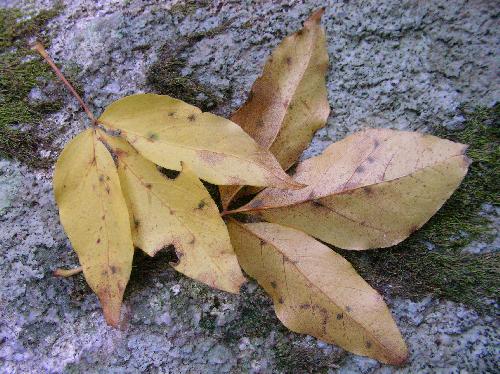 タカノツメ ３出複葉で鮮やかな黄色に紅葉する