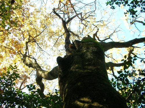 タカノツメ 幹の直径が30cm以上ある巨木もある
