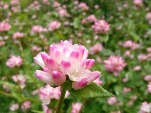 ミゾソバ 秋にピンクのかわいらしい花をつける