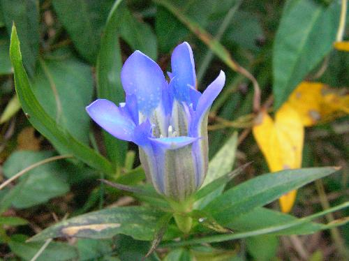 リンドウ 秋に青い花を咲かせる
袋状の花弁は先端が５裂する