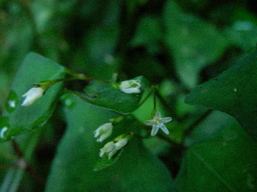 ミヤマタニソバ 夏から秋にかけてごく小さな白い花がまばらに咲く