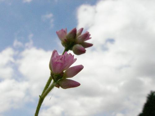 ママコノシリヌグイ 夏から秋にかけて小さなピンクの花が咲く