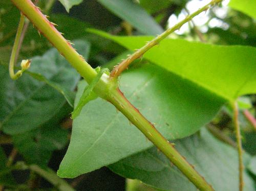 ママコノシリヌグイ 茎には鋭い鍵爪が