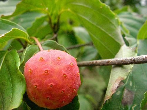 ヤマボウシ 秋に赤くて丸い実がなり食べられる