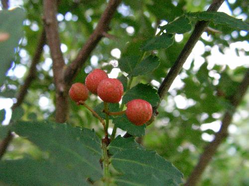 サンショウ 秋球形の実は熟すと赤くなる