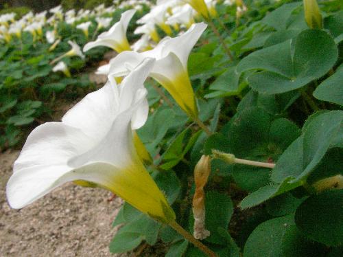 フヨウカタバミ 冬に咲く　白 ロート状