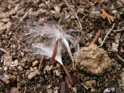テイカカズラ 冬の山道を歩くと綿毛のついた種子が落ちている