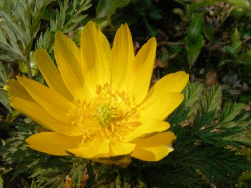 フクジュソウ 晩冬～初春　鮮やかな黄色い花