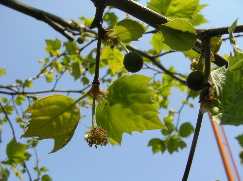 モミジバスズカケノキ 黄緑色で球形になり春開花