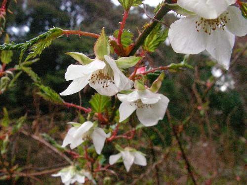 ナガバモミジイチゴ 春に咲く白い５弁花