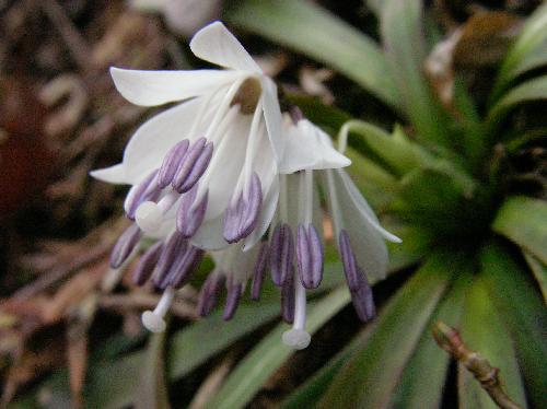ツクシショウジョウバカマ 初春 紫色の葯が目立つ白い花