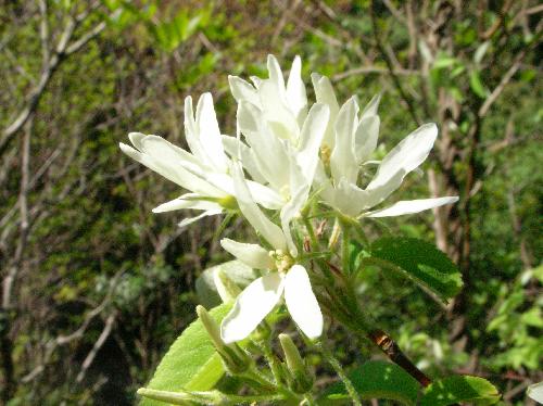 ザイフリボク 春 白
花びらは細長く采配に似ている