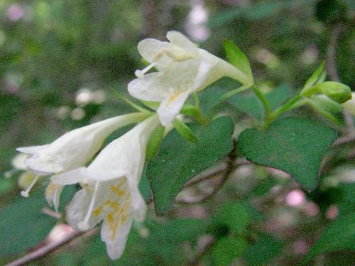 コツクバネウツギ 晩春から初夏　黄色い模様のある白い花