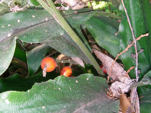 ハナミョウガ 冬に赤く熟す楕円形の実