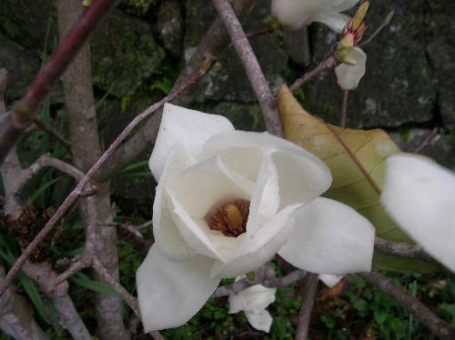 ハクモクレン 春　比較的大きな白い花
