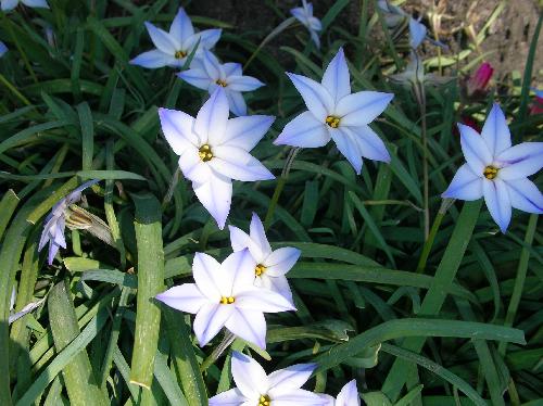 ハナニラ 春　白から青の６弁花