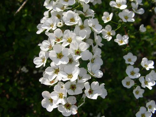 ユキヤナギ 春　小さな白い花