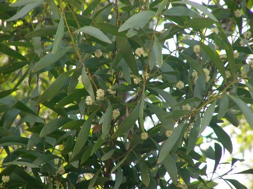 メラノキシロンアカシア 春　クリーム（白黄）色の毛玉状の花